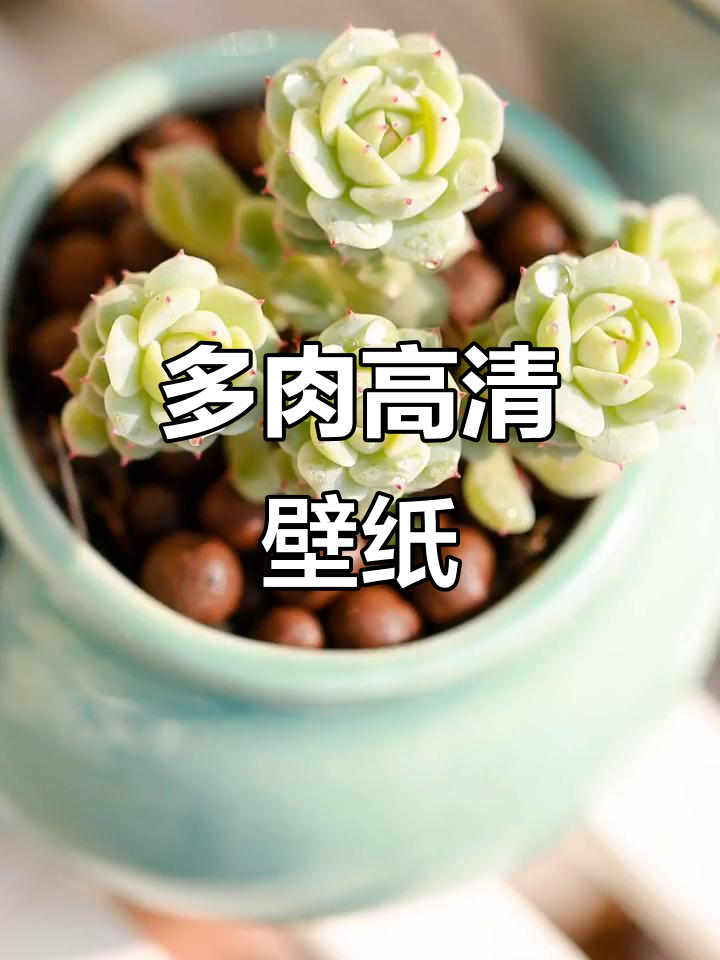 高清多肉壁纸，让你的生活充满绿意与生机