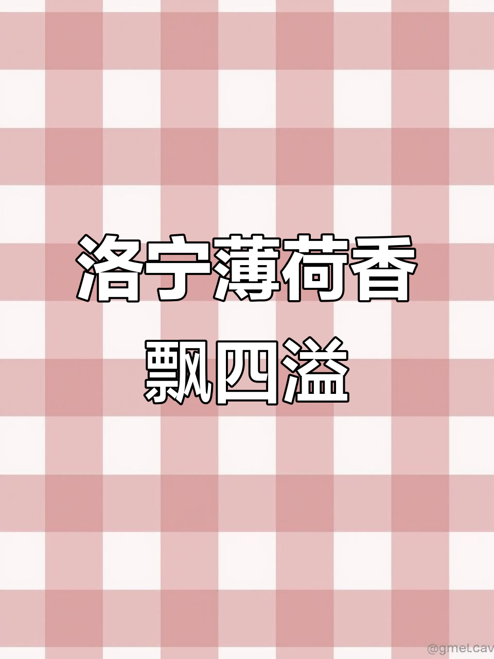 薄荷香气弥漫洛宁县滨河公园,夏末秋初的最佳采摘时机