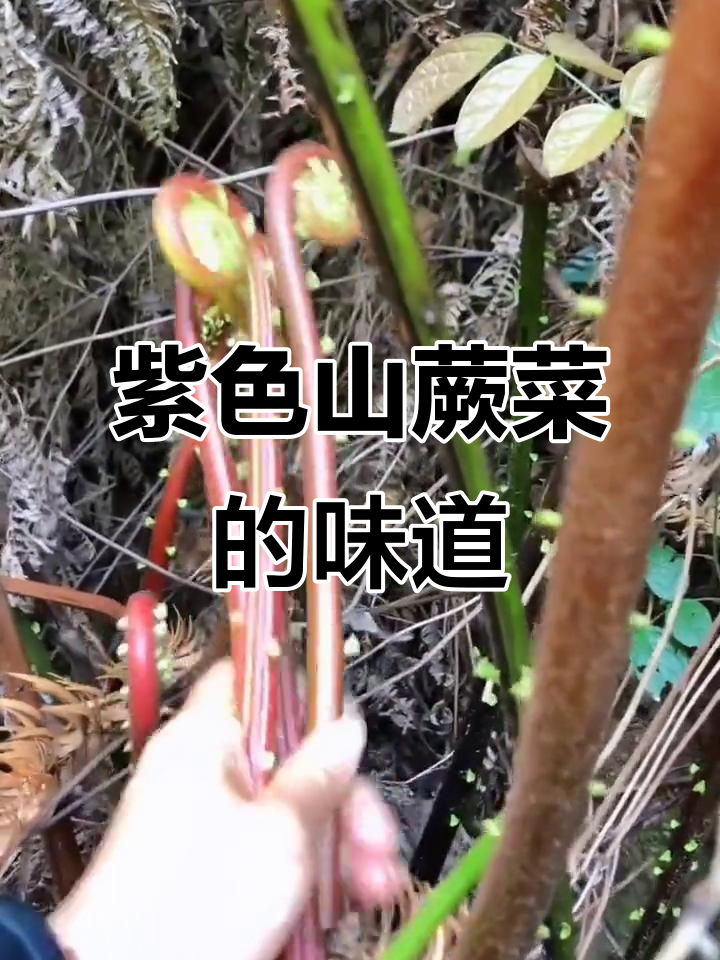 山蕨菜与水蕨菜的独特风味,烤韭菜也能这么有趣!
