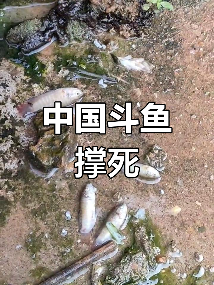 误喂食物致中国斗鱼死亡