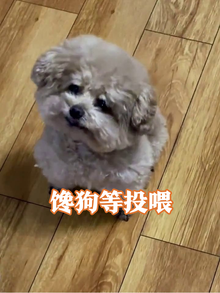 小狗坐成表情包!歪头杀萌到心化