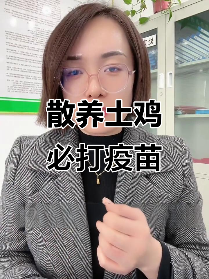 散养土鸡疫苗全攻略：哪些必须做，怎么做？