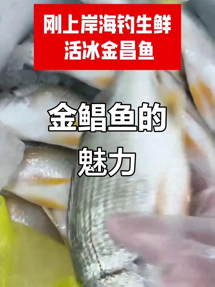 野生金鲳鱼,肉质鲜美,营养丰富