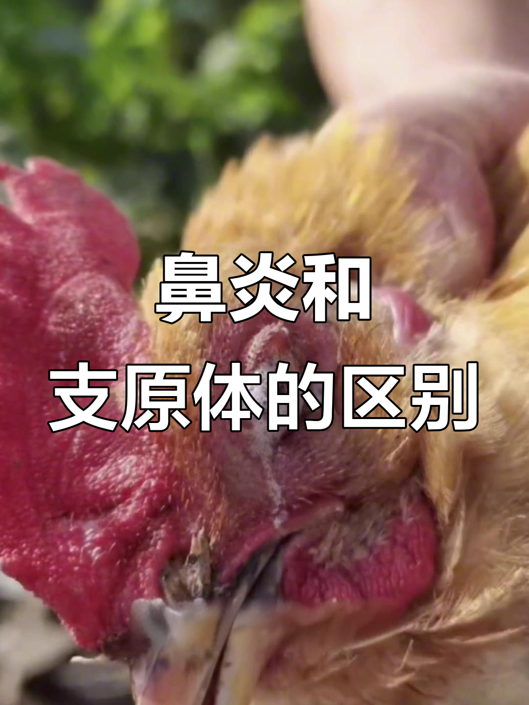 鸡传染鼻炎与支原体感染的区别,如何判断和治疗