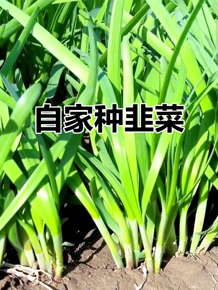 三步轻松种出鲜嫩韭菜，自家种植更放心！