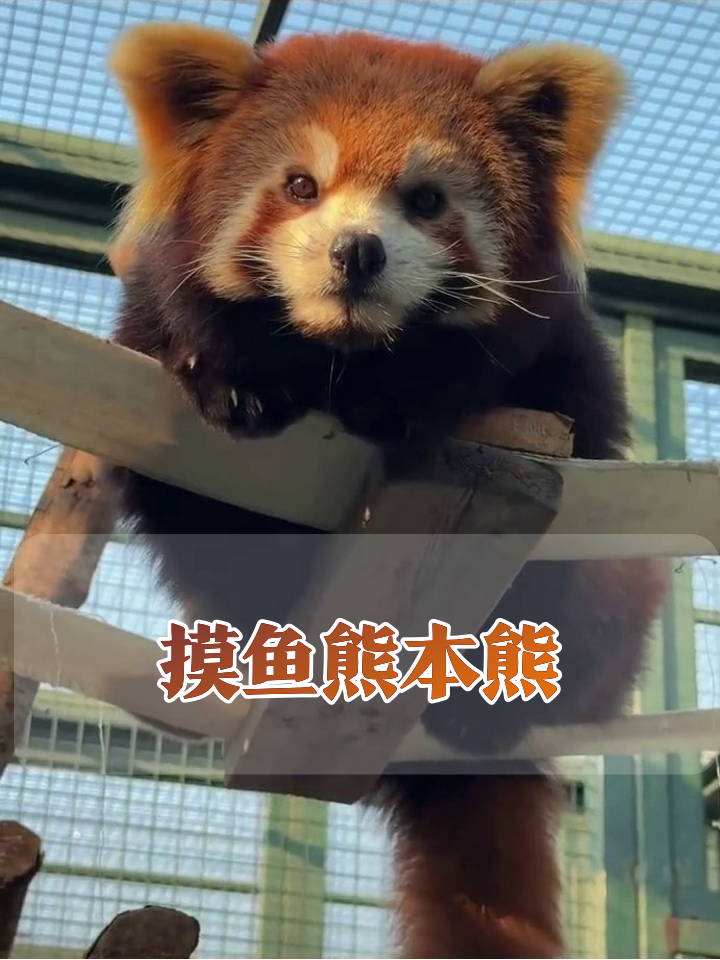 小熊猫摸鱼姿势火了:完美复刻打工人周五状态