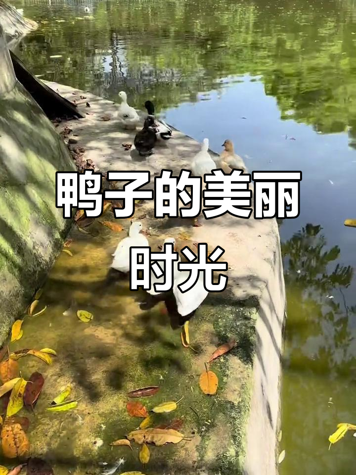 阳光下的可爱鸭子们，绿头黑嘴奶盖萌翻了