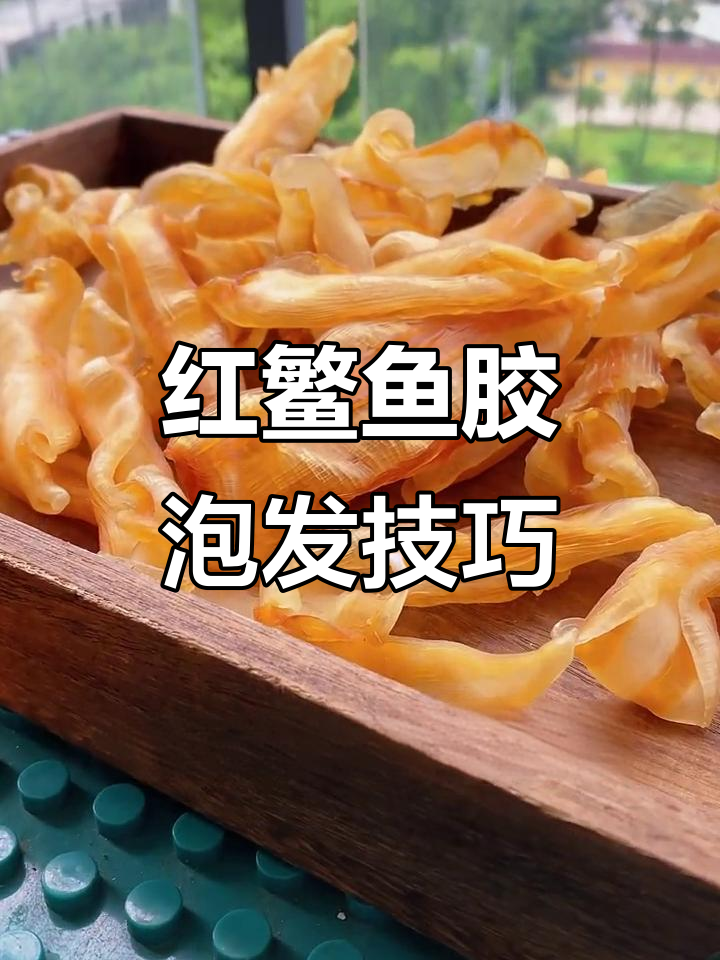 简单步骤教你泡发红鳘鱼胶,肉质鲜美又易发