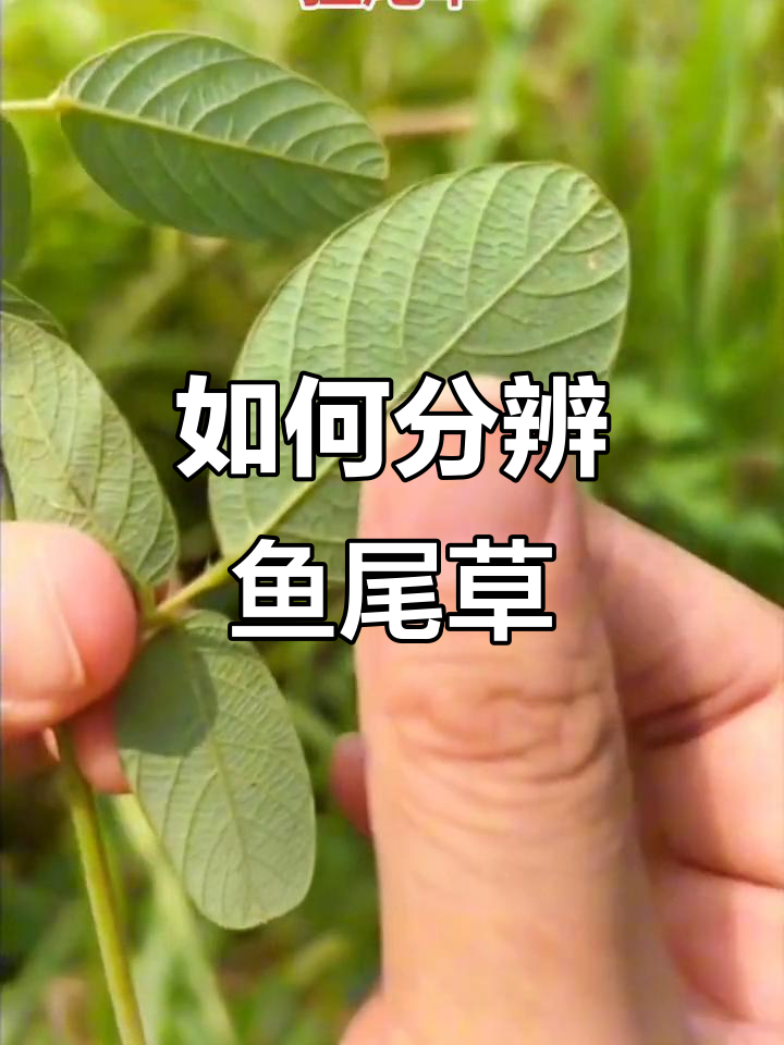 鱼尾草识别技巧:三大特点教你轻松辨别