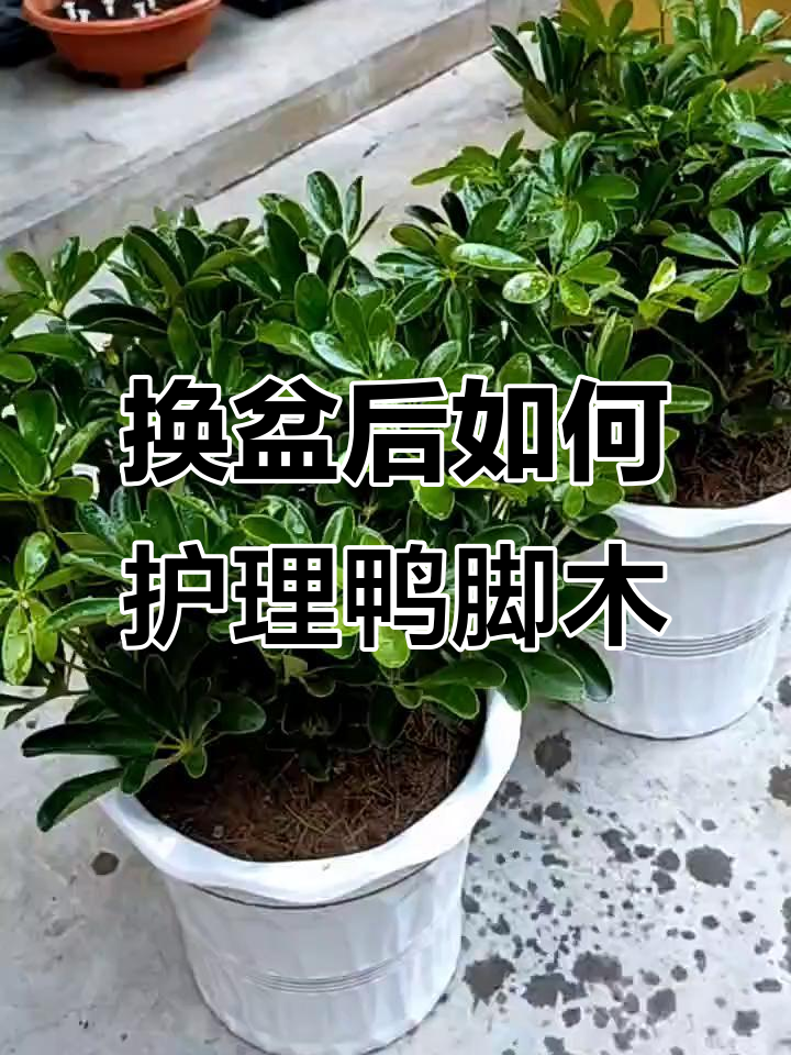 鸭脚木换盆技巧:轻松掌握土壤选择与养护方法