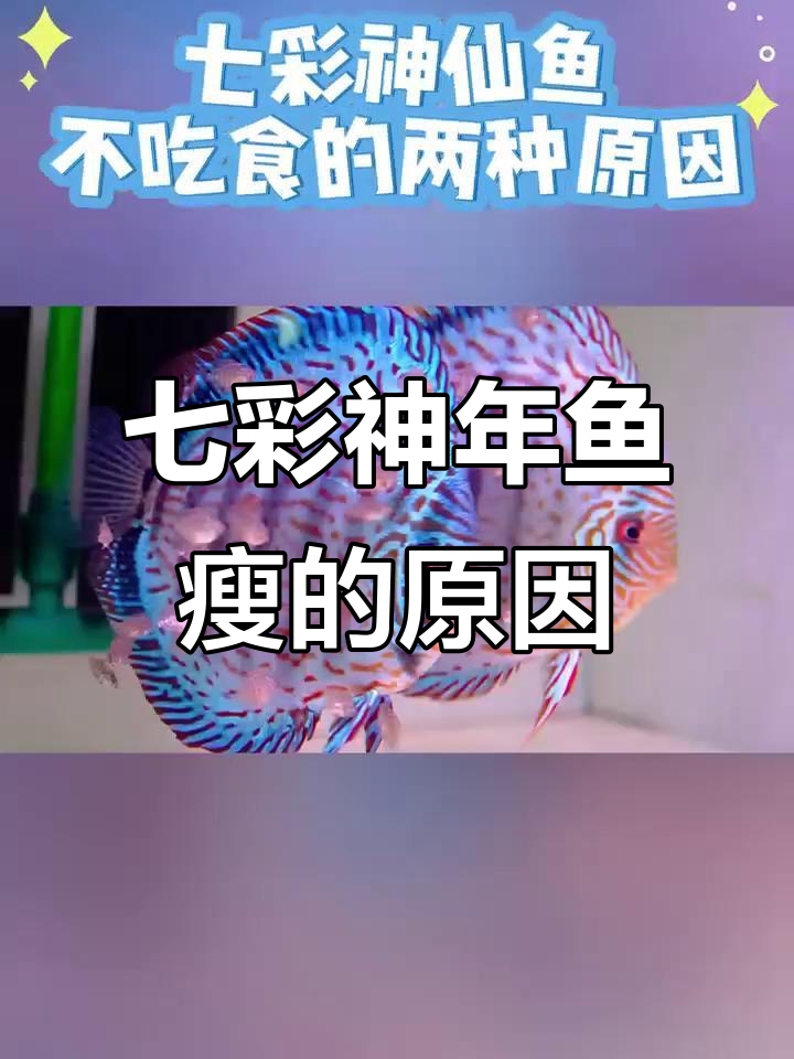 七彩神仙鱼不吃食？可能是这些原因！