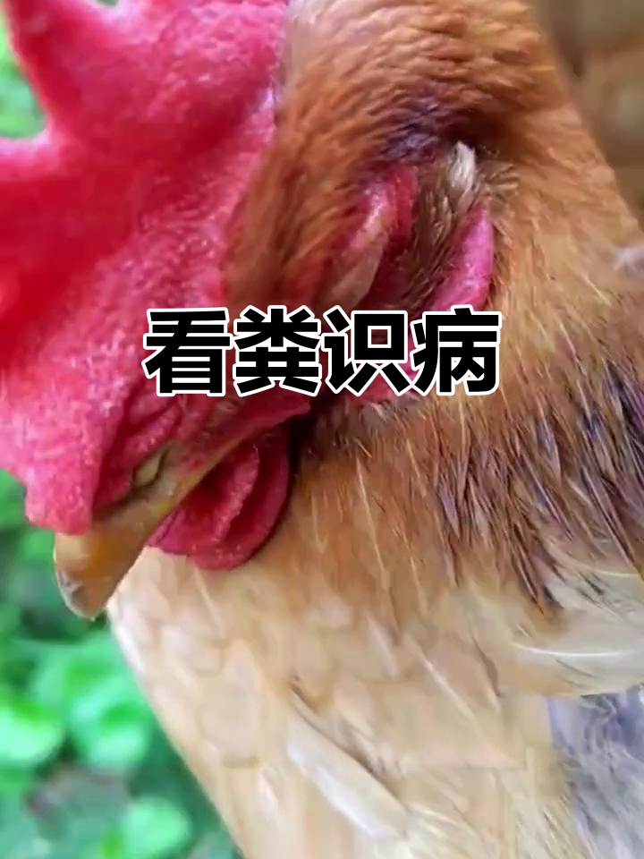鸡粪便颜色变化揭示健康信号,如何判断病情