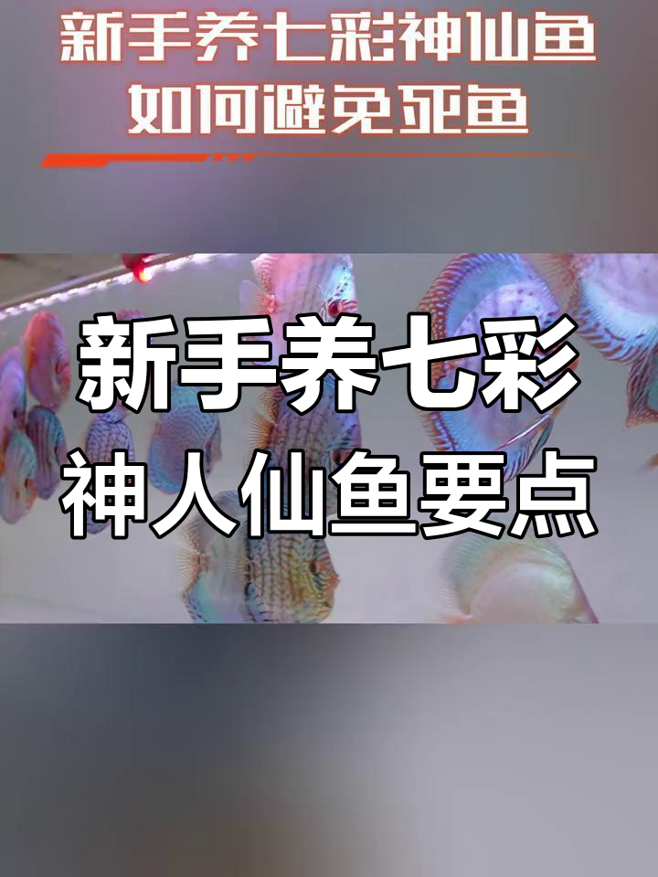 七彩神仙鱼新手养殖技巧,避免死鱼的秘诀