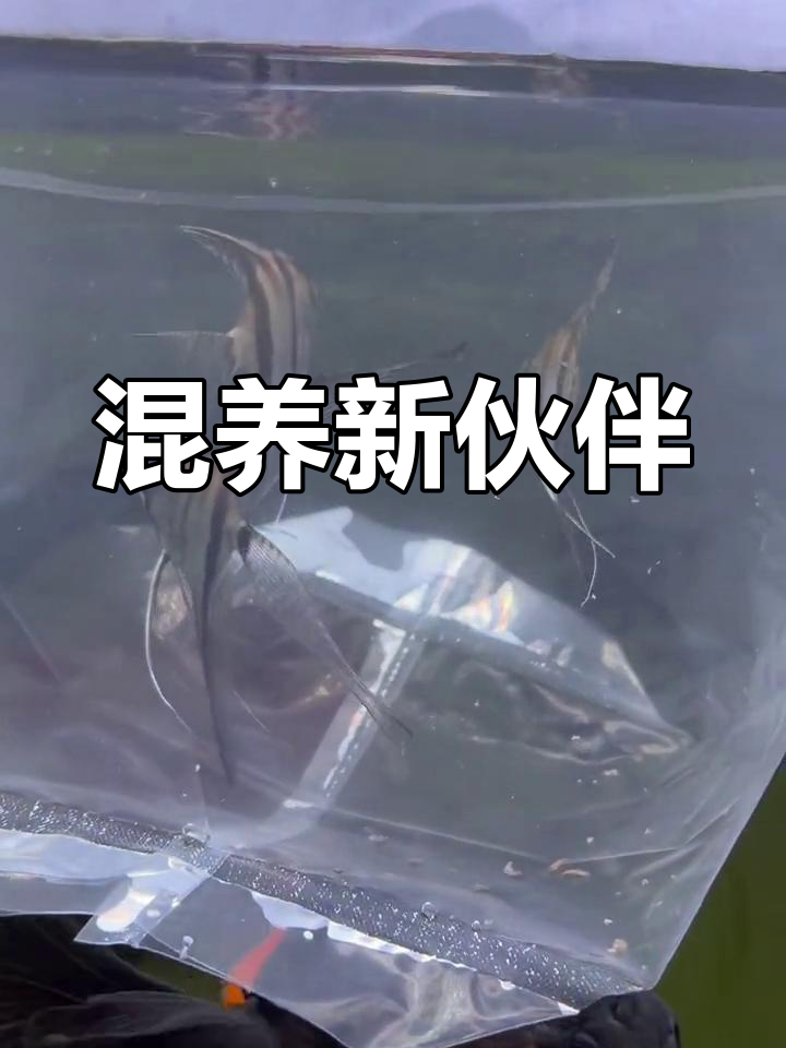 新成员加入,蓝魔与神仙鱼共舞,金鱼相伴更添趣味