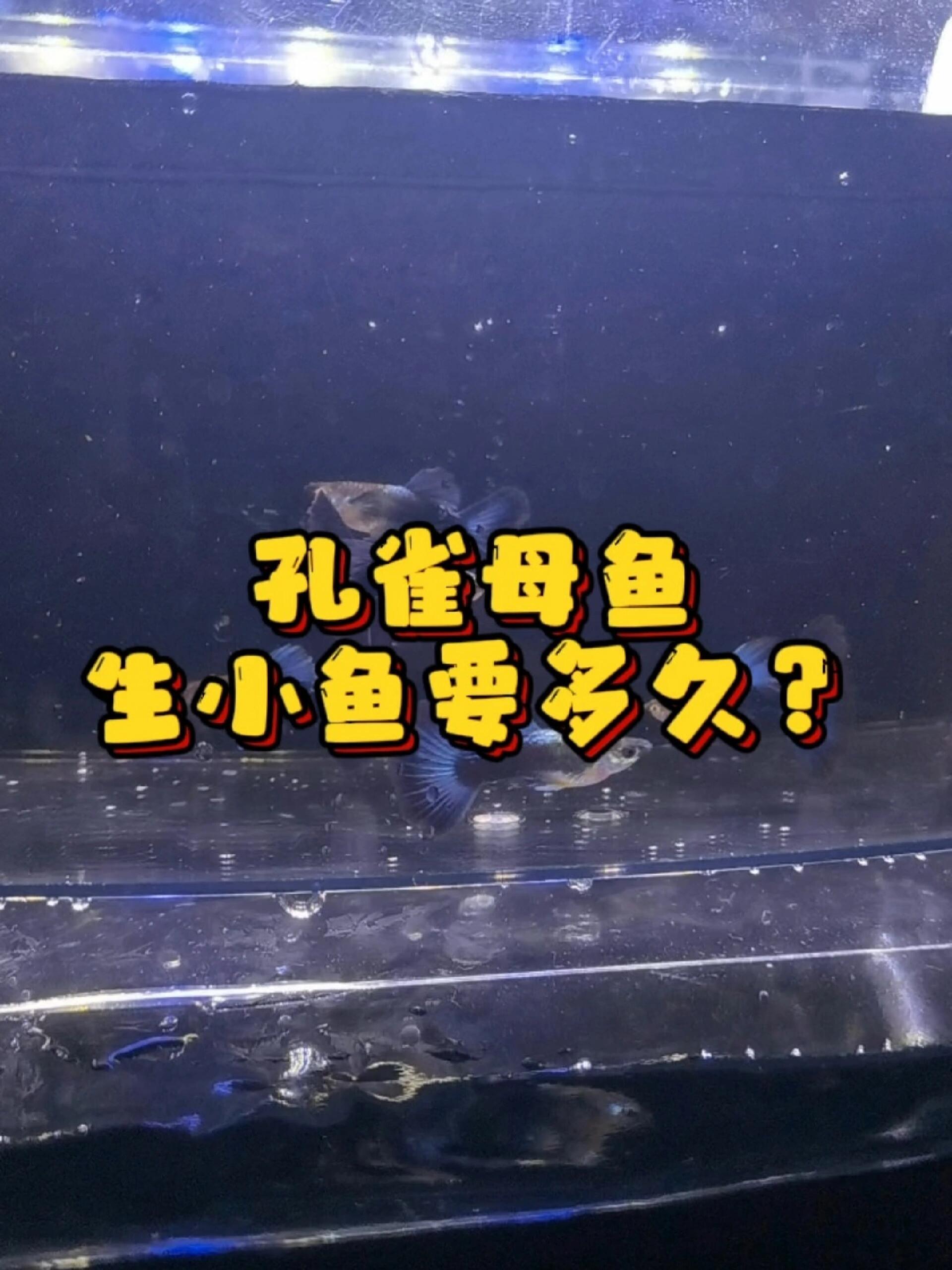 孔雀母鱼生小鱼要多久?