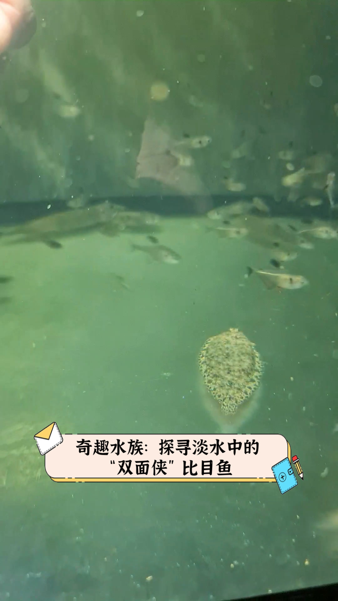 奇趣水族:探寻淡水中的“双面侠”比目鱼
