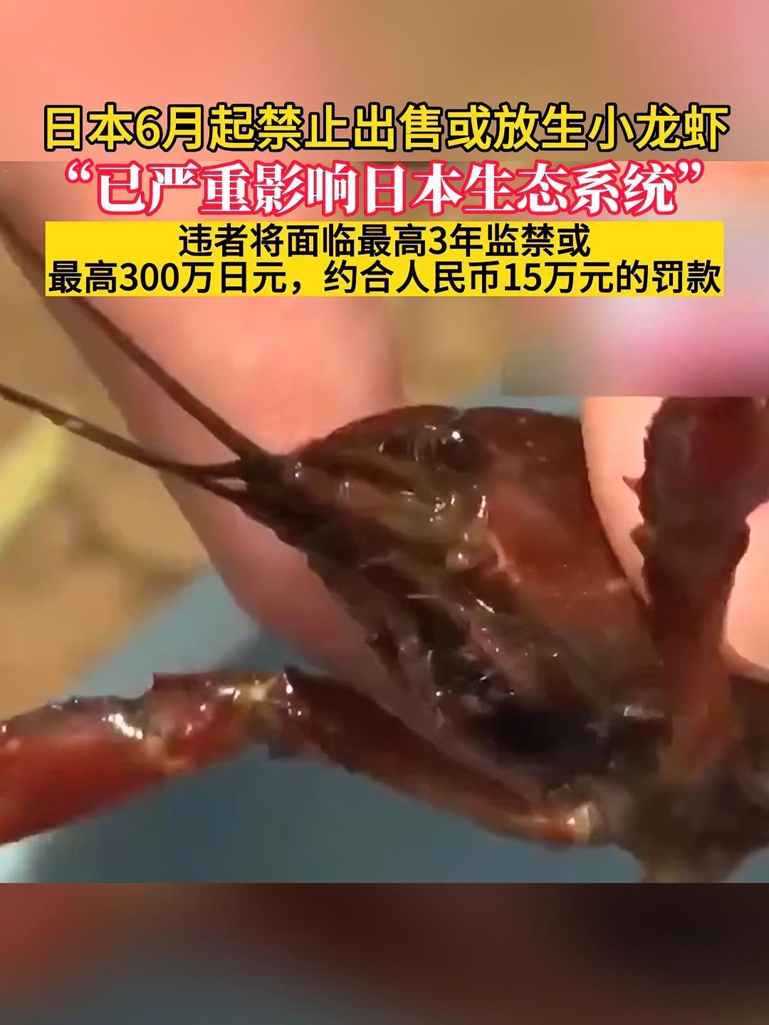 日本将重罚放生小龙虾行为,放生小龙虾或将被罚15万元 日本将禁止出售或放生小龙虾