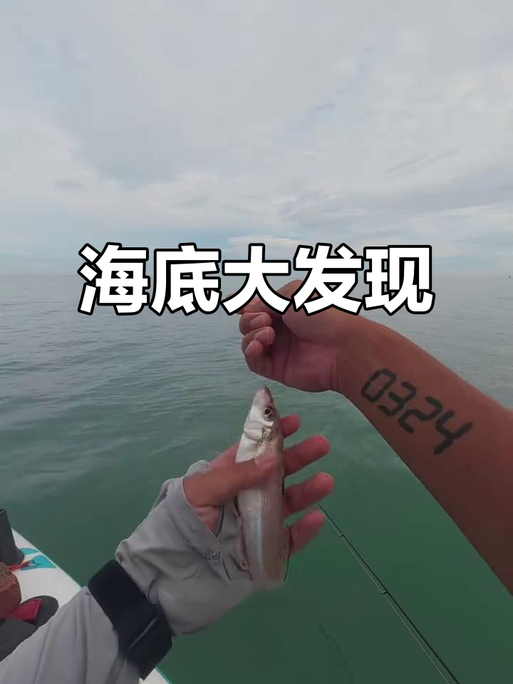 海南近海竟有巨型沙丁鱼,真是惊喜不断!
