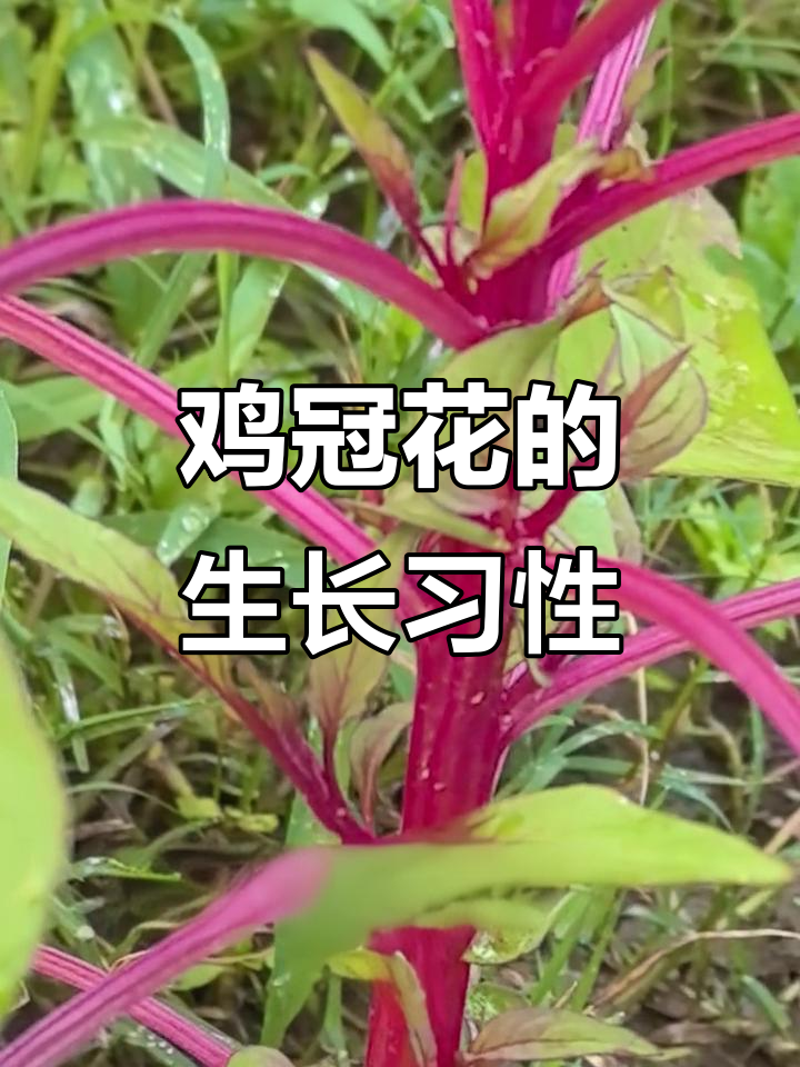 穗状鸡冠花喜温暖,耐旱怕涝,色彩丰富适合多种场景