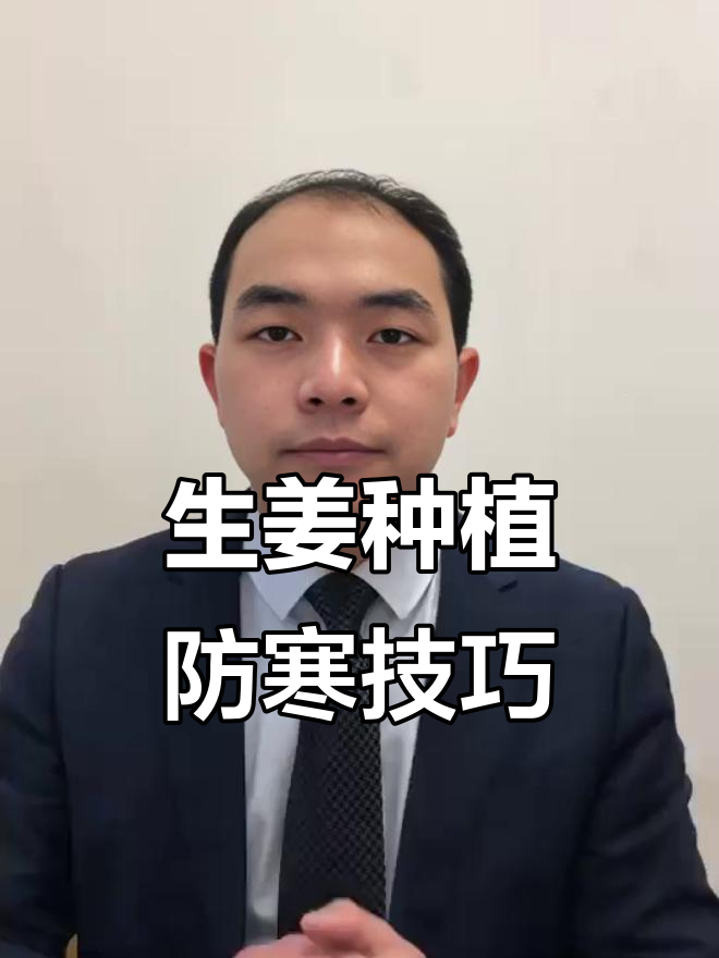 生姜栽种遇低温雨雪,如何应对避免冻害?