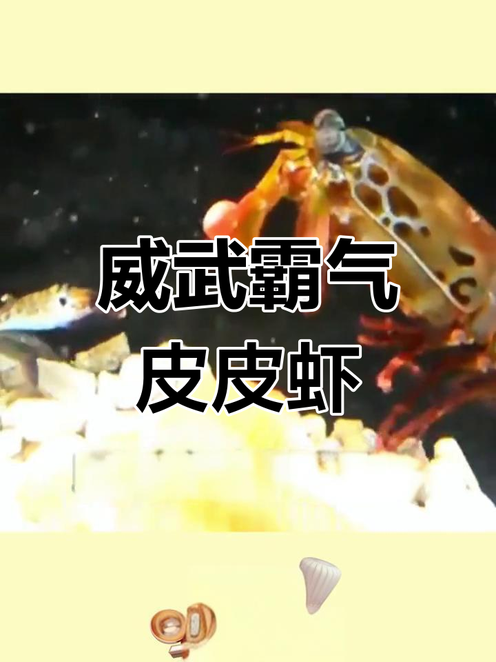 皮皮虾:四亿年不进化的完美生物,攻击速度堪比保龄球