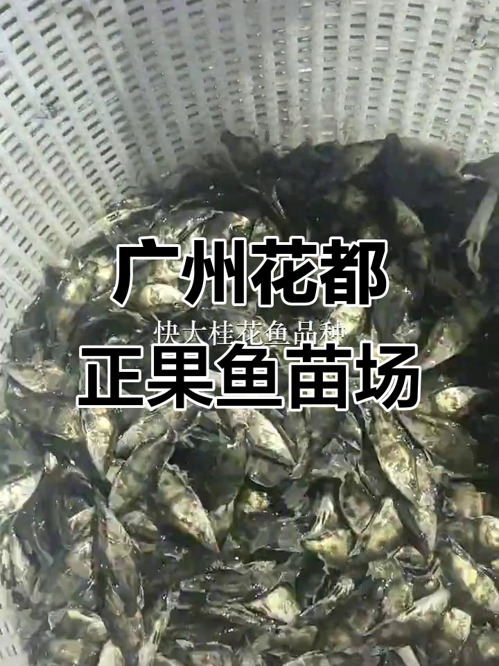 五月十六日放生鱼苗,规格整齐五六公分