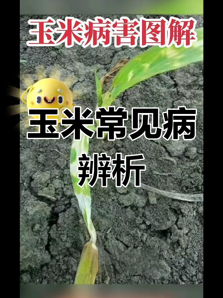 玉米病害全解析:各种症状图解与防治方法