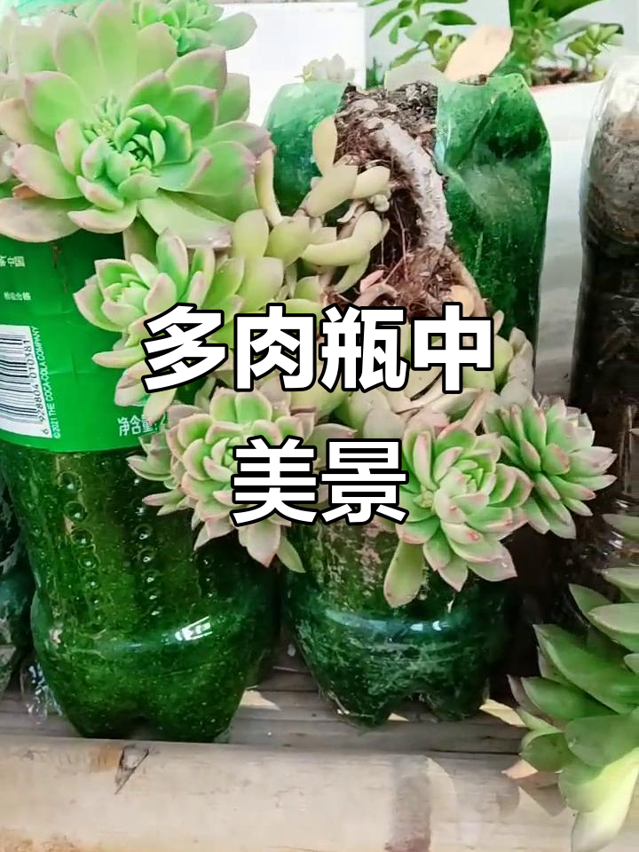 瓶中多肉,淡雪、黄丽等造型独特,风车叶秋丽增添趣味