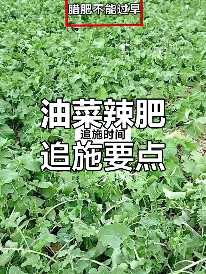 油菜腊肥追施技巧,掌握最佳时机提高产量