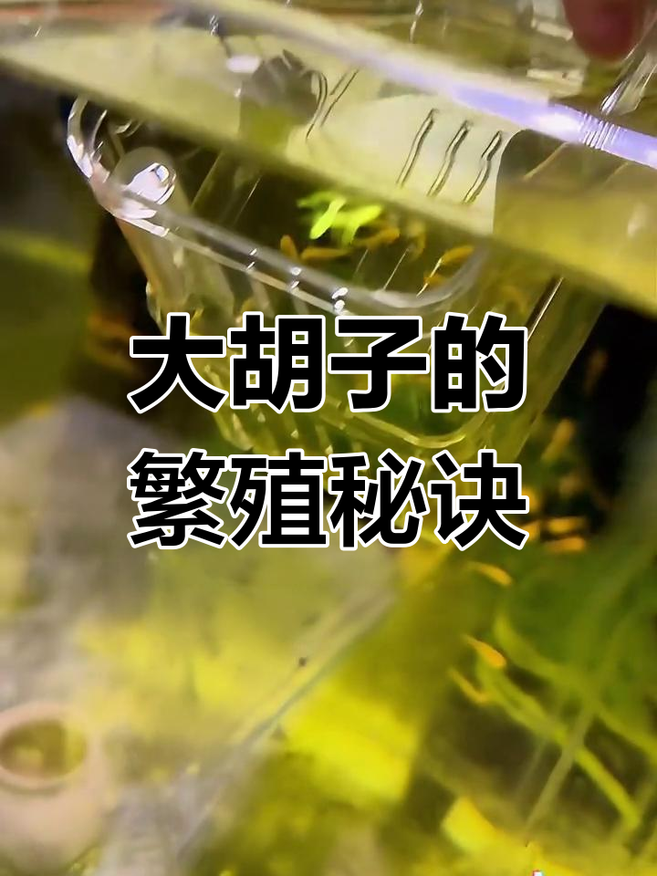 黄金大胡子繁殖技巧:抠卵时机与开口食物的关键