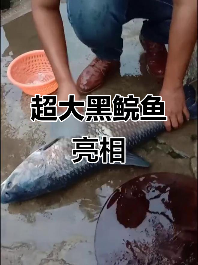 第一次见到这么大的黑鲩鱼,简直惊呆了!