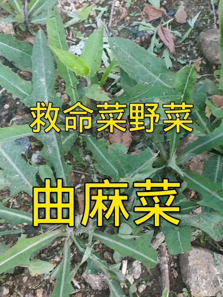 你得家乡有曲曲菜吗