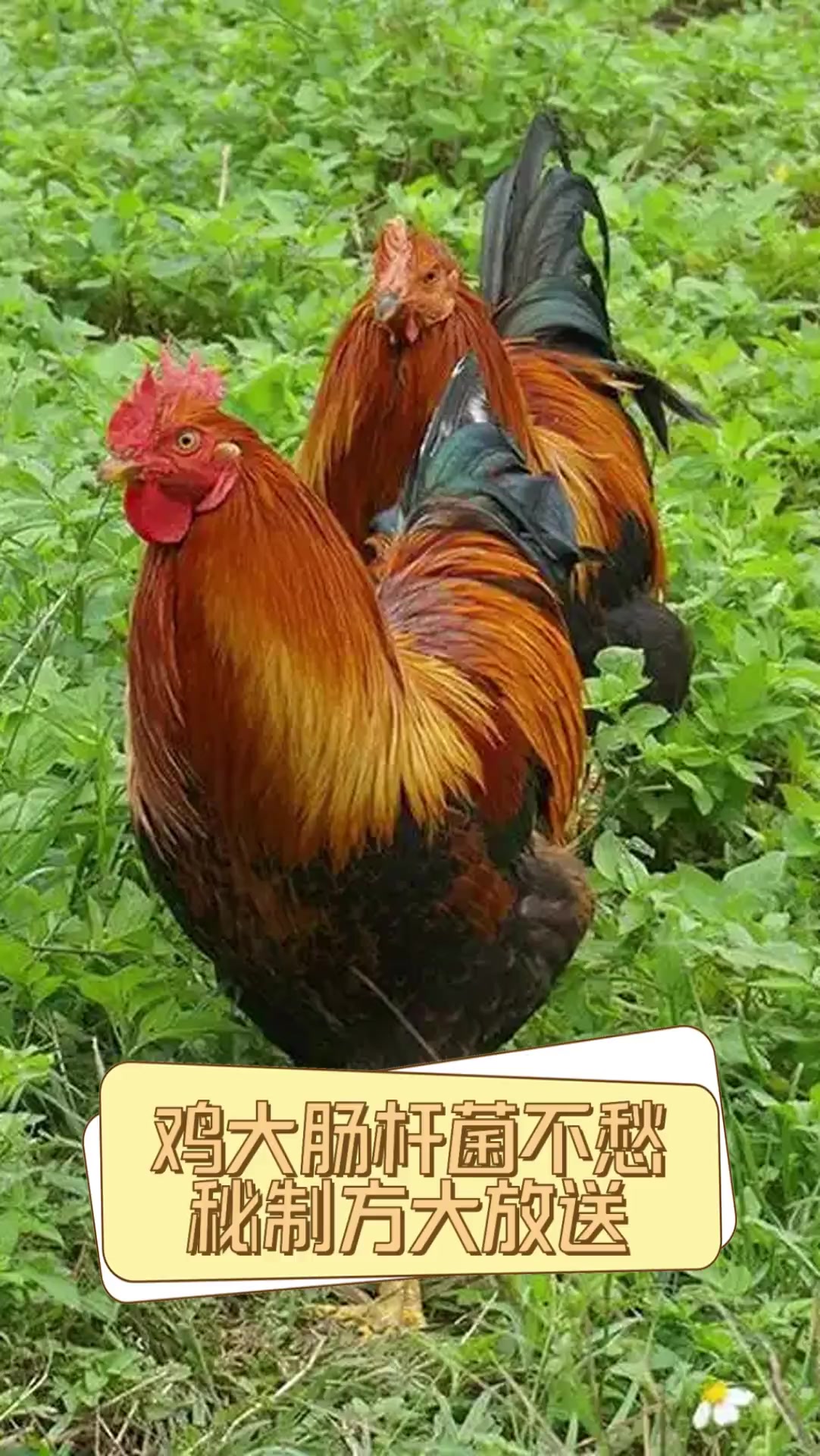 鸡大肠杆菌不愁,秘制方大放送