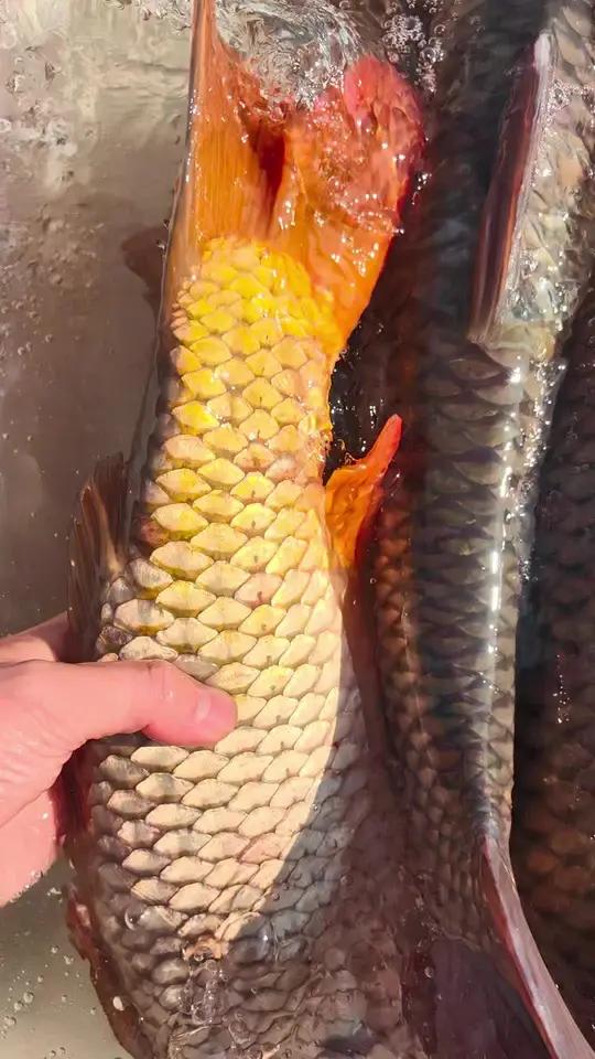 黄河大鲤鱼金鳞赤尾真好看黄河野生大鲤鱼黄河黄河大鲤鱼