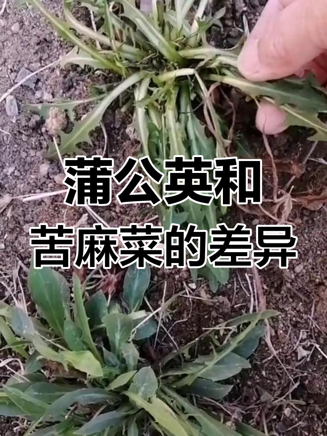 蒲公英与苦麻菜的区别,你分清楚了吗?