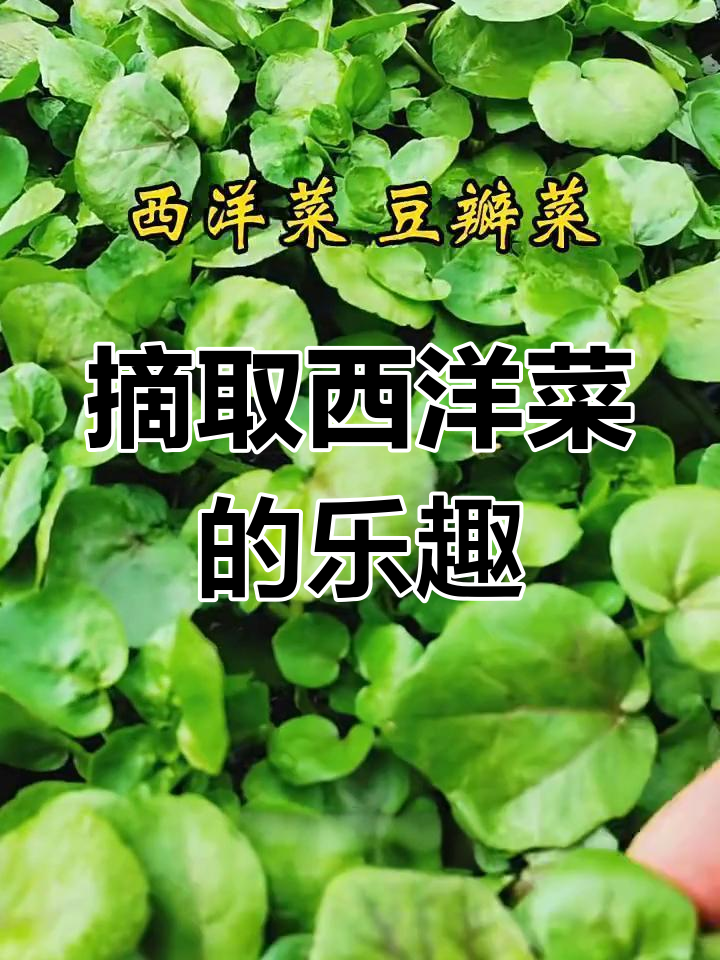 成都平原边采摘西洋菜,溪流边的美味野菜之旅
