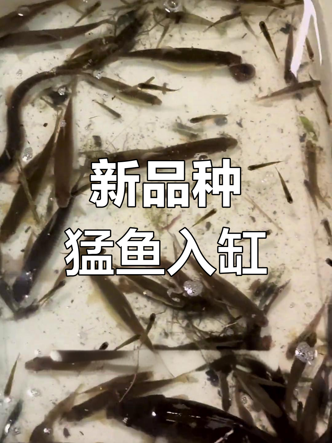 野采猛鱼进缸,原生生态新成员亮相