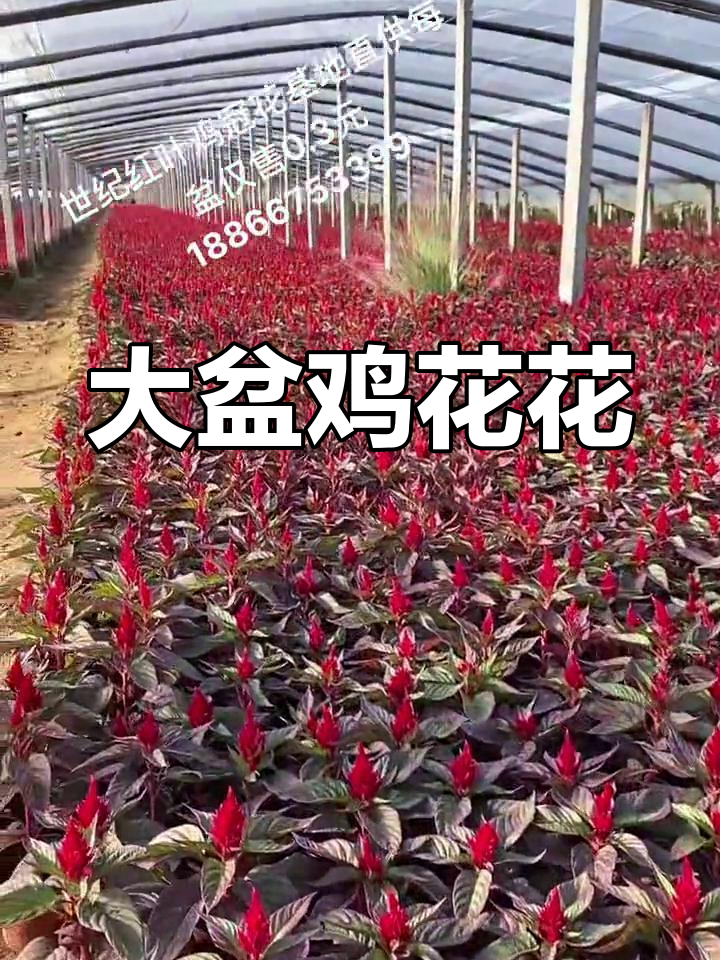 鸡冠花大盆种植,50万颗种子待种