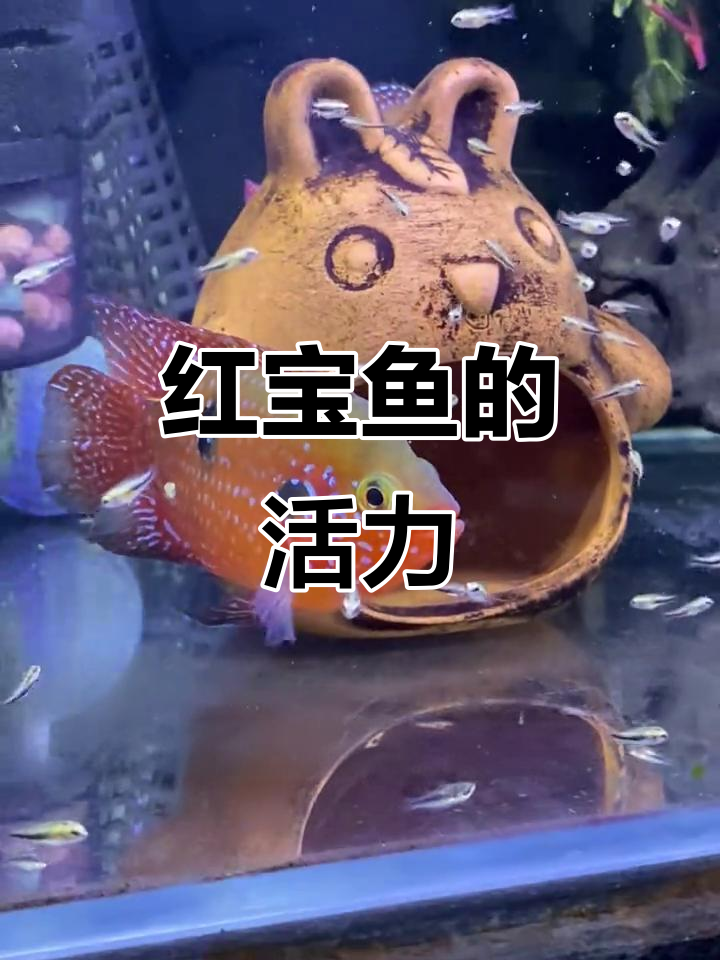 血钻红宝石战斗力强,频繁繁殖让鱼缸充满活力