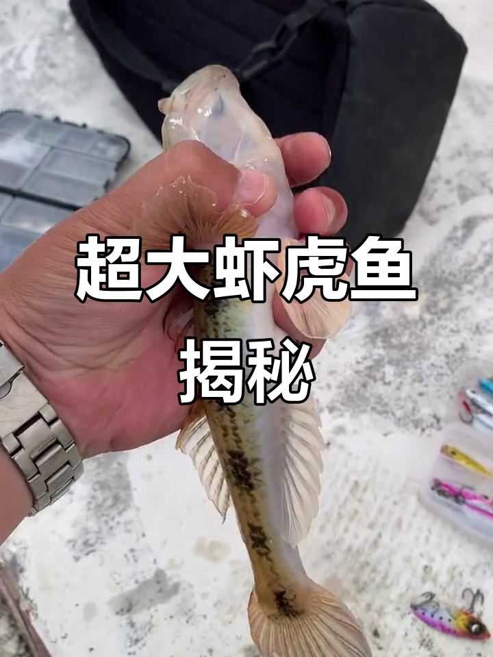 虾虎鱼竟然这么大,简直惊呆了!