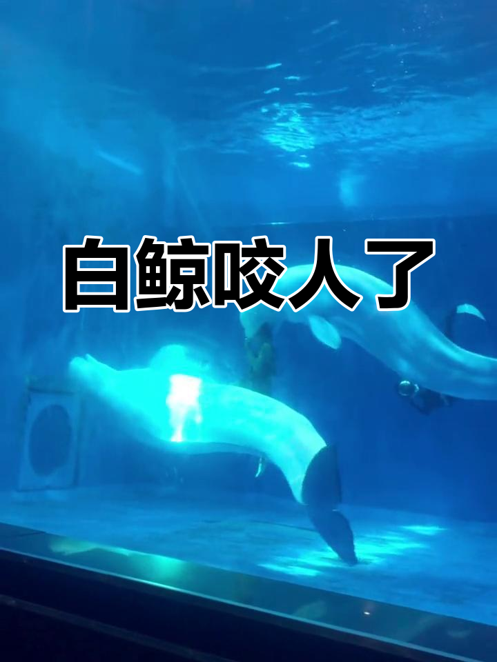 白鲸咬人事件,宝宝吓坏了
