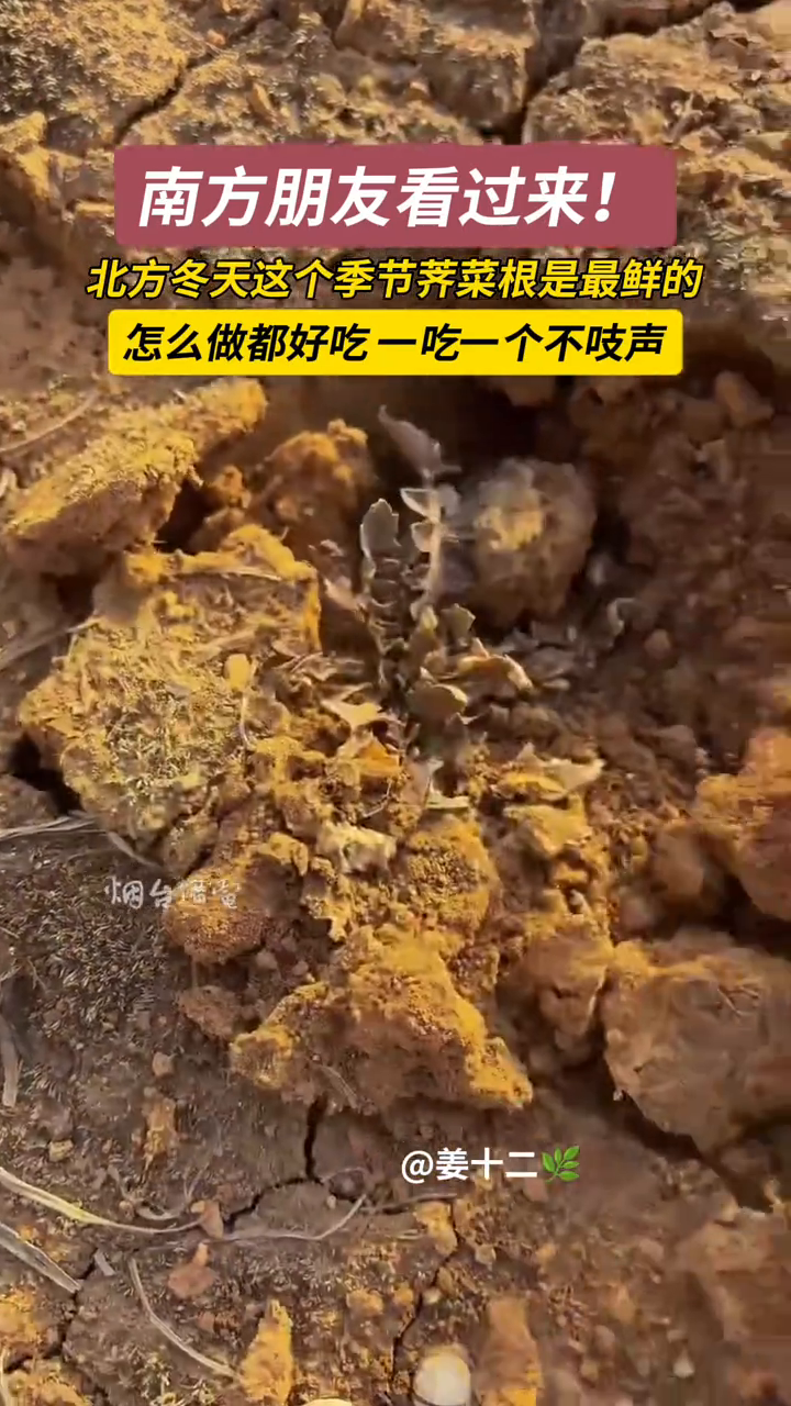 北方冬天这个季节，新鲜的荠菜根怎么做都好吃