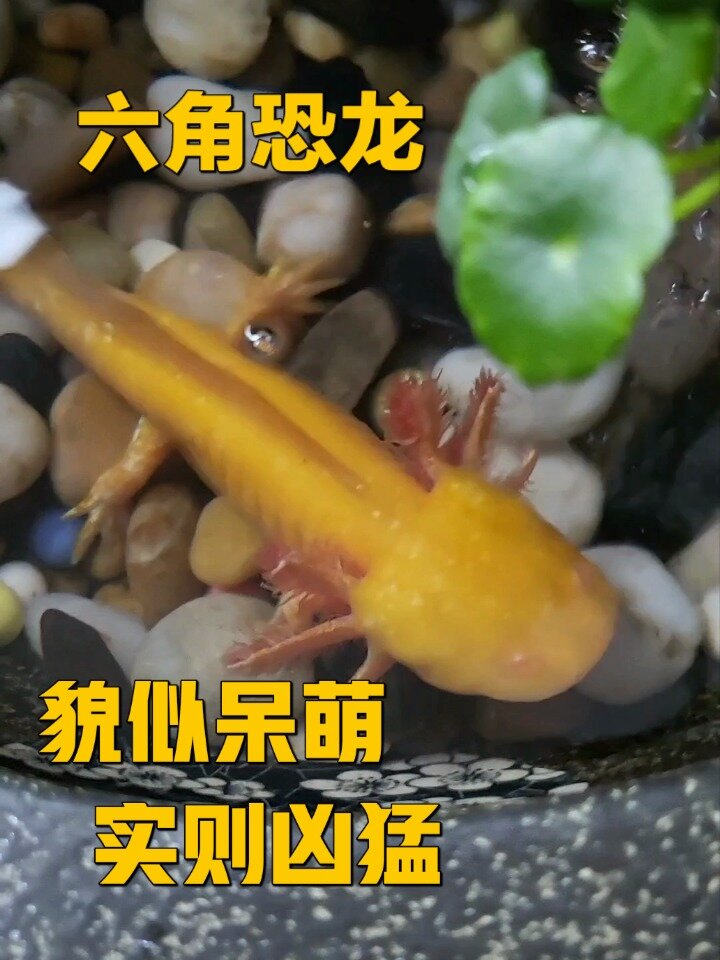 六角恐龙鱼