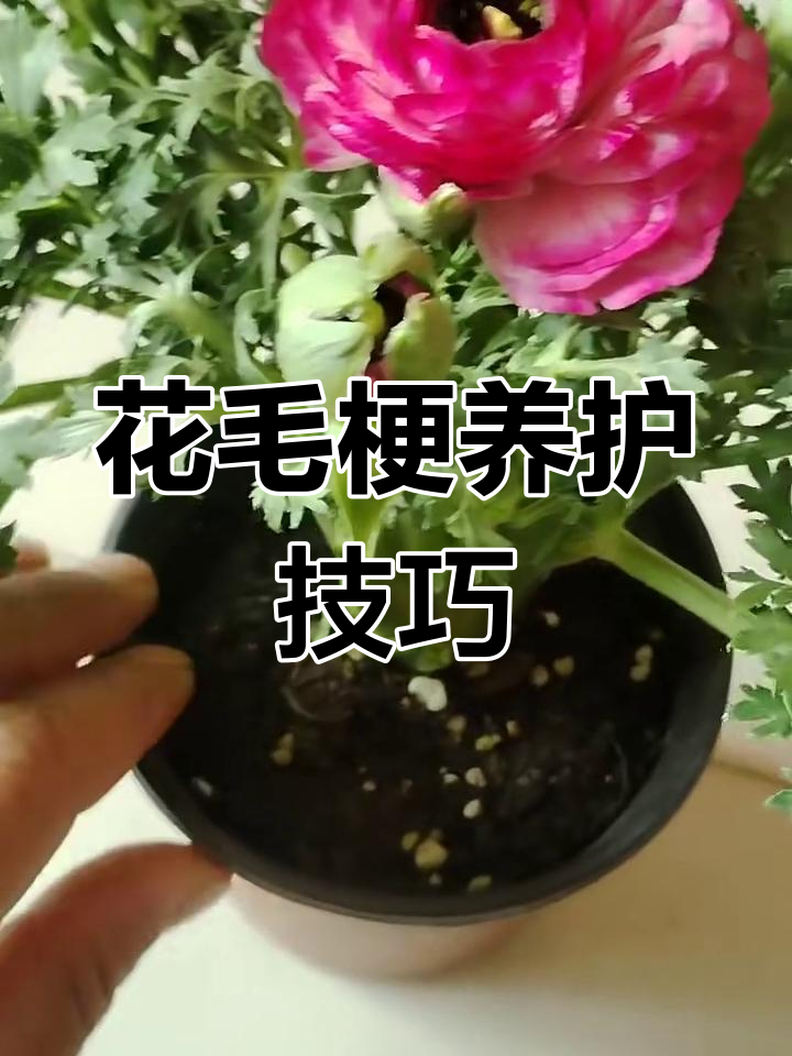 芹叶牡丹养护全攻略:如何让花毛梗健康开花