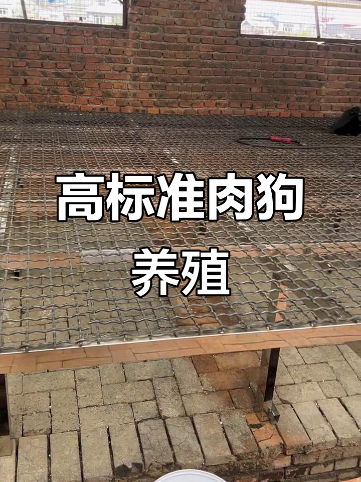 肉狗养殖基地揭秘:重金打造的高品质犬舍