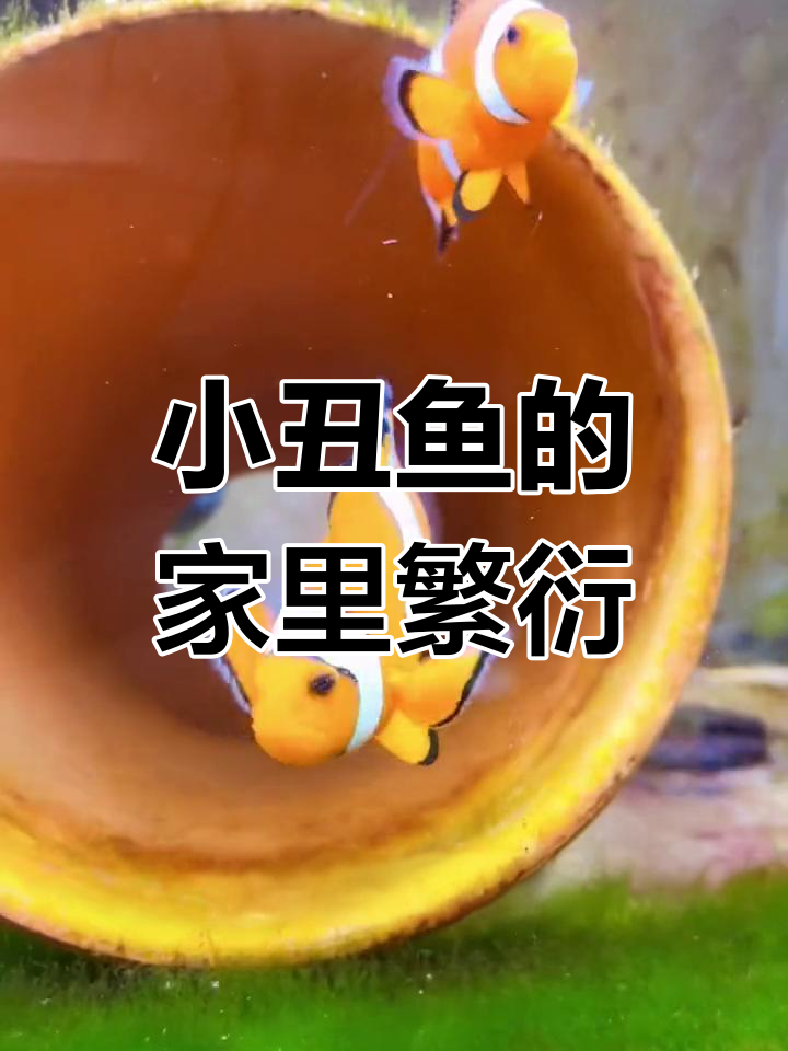 小丑鱼家庭繁殖全纪录,轻松玩转海水养殖