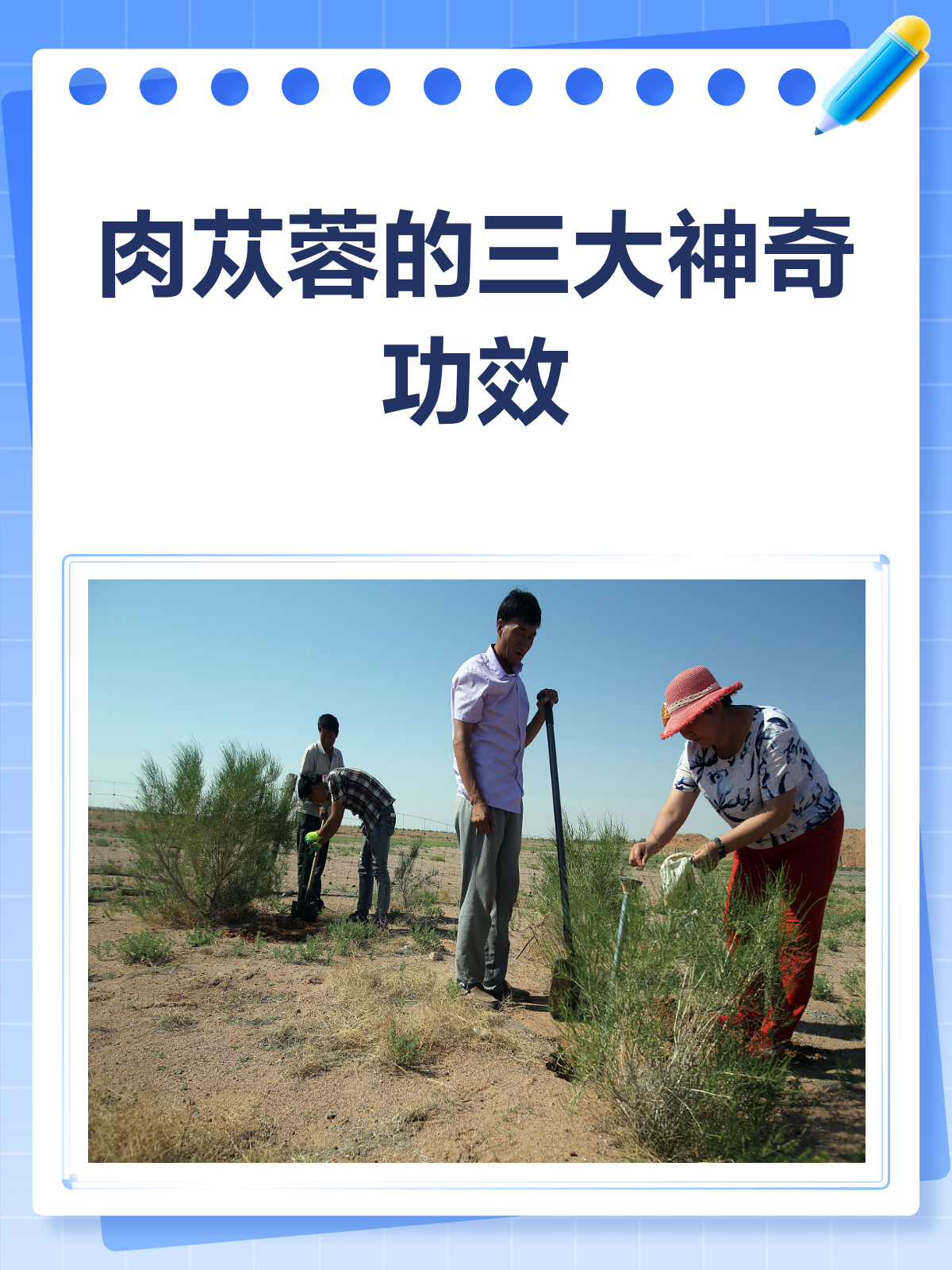 肉苁蓉：补肾润肠的“沙漠人参”