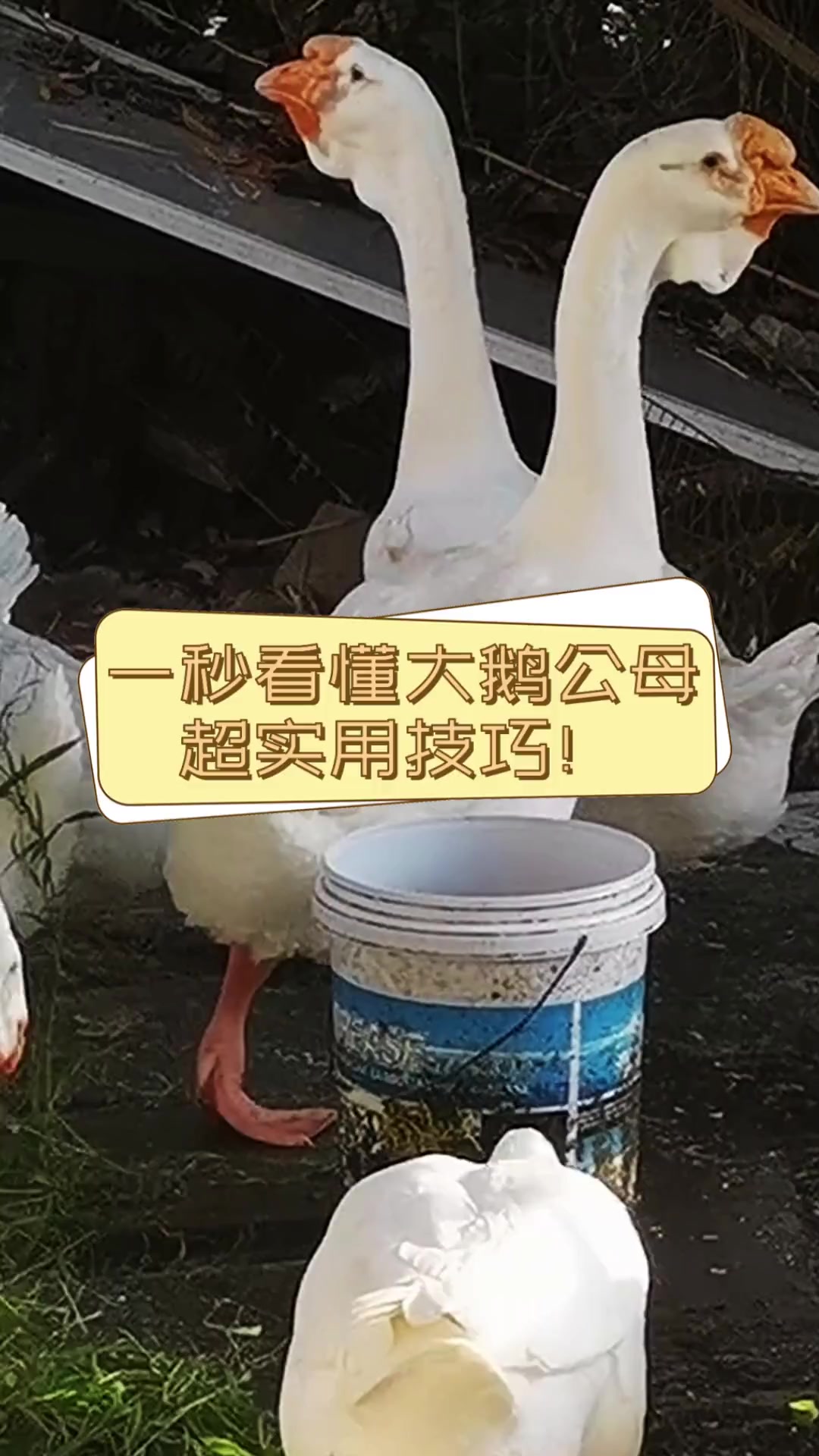 一秒看懂大鹅公母,超实用技巧!
