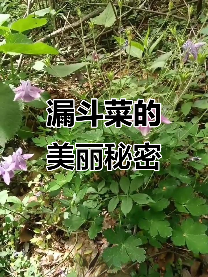 山里难寻的妖娆花,漏斗菜让人惊艳
