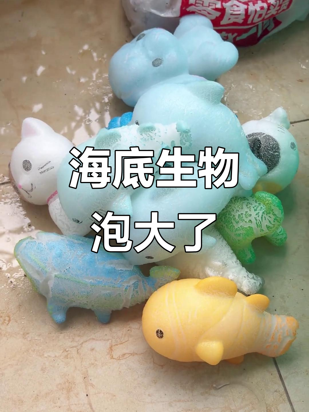 泡大后的海底生物，小丑鱼和三花猫最可爱